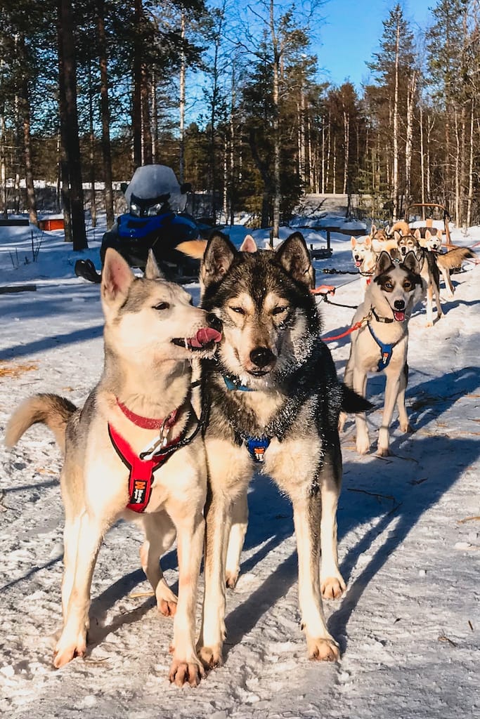 Viaggio Nord Rovaniemi Lapponia Finalndia Esperienza Artica Inverno Husky Santa Claus Village