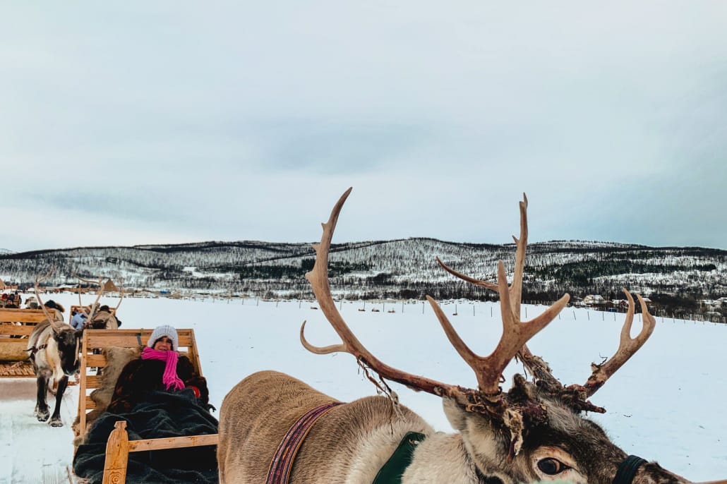 Viaggio Nord Lofoten Tromso Norvegia Esperienza Artica Tromso Arctic Reindeer Renne Tour