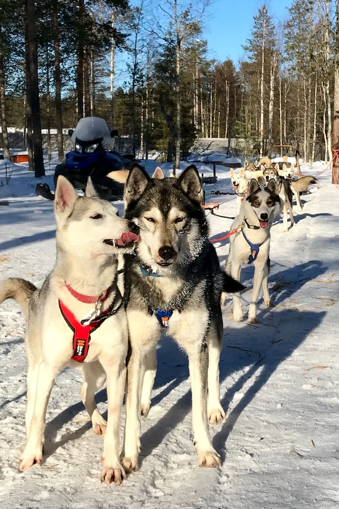 Avventurarsi Amore Lapponi Giro Husky