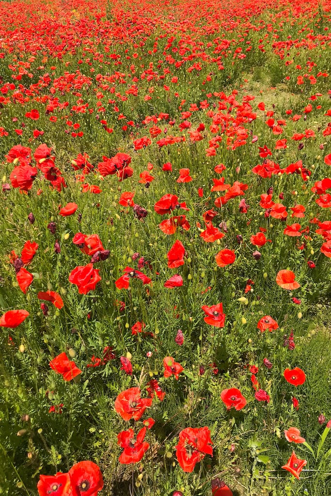 Avventurarsi Amore Campo Papaveri