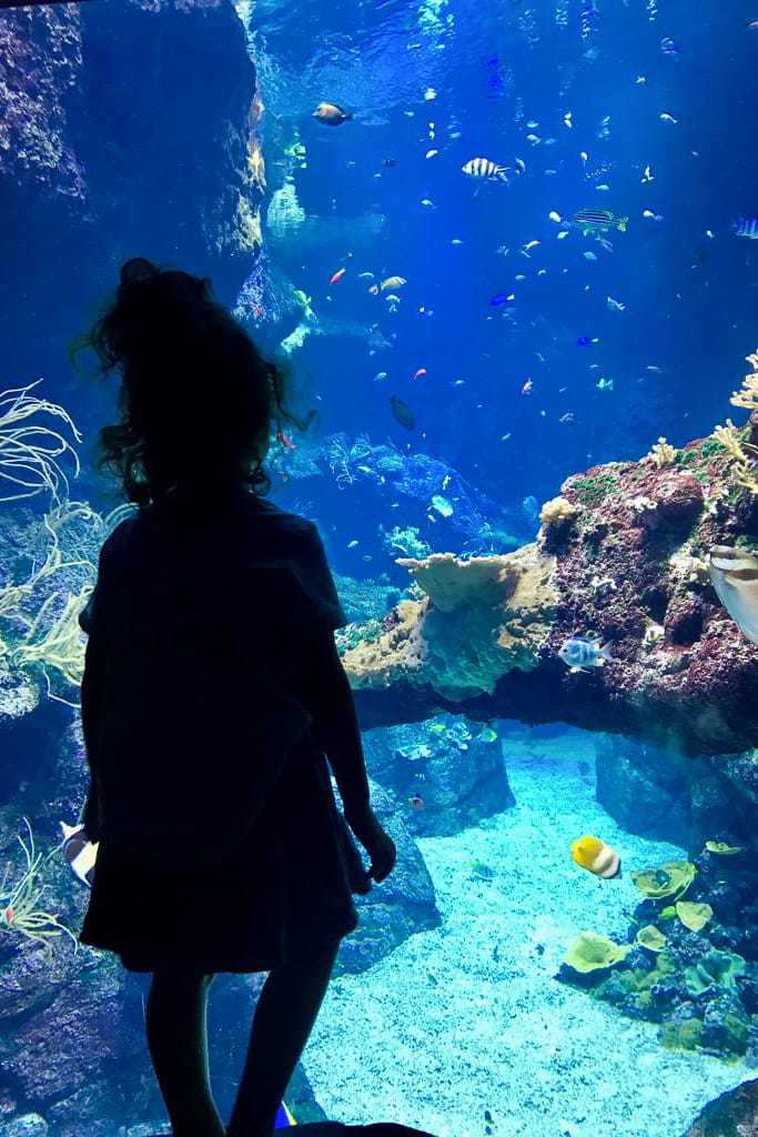 paesi baschi biarritz acquario pesci