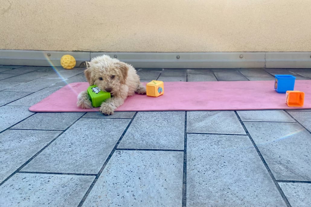 attivita figli cane giochi bambini ginnastica neonato cucciolo lagotto romagnolo cubi giocattoli palla colorati