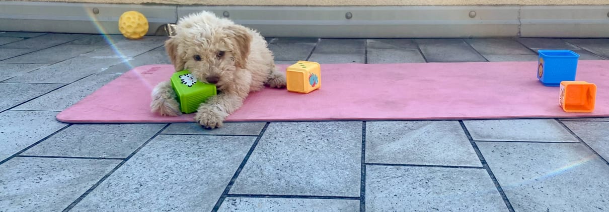 attivita figli cane giochi bambini ginnastica neonato cucciolo lagotto romagnolo cubi giocattoli palla colorati