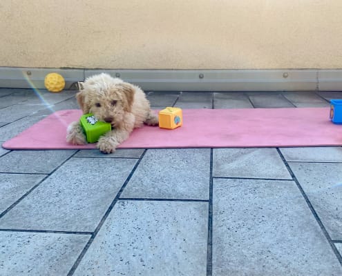 attivita figli cane giochi bambini ginnastica neonato cucciolo lagotto romagnolo cubi giocattoli palla colorati