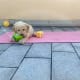 attivita figli cane giochi bambini ginnastica neonato cucciolo lagotto romagnolo cubi giocattoli palla colorati