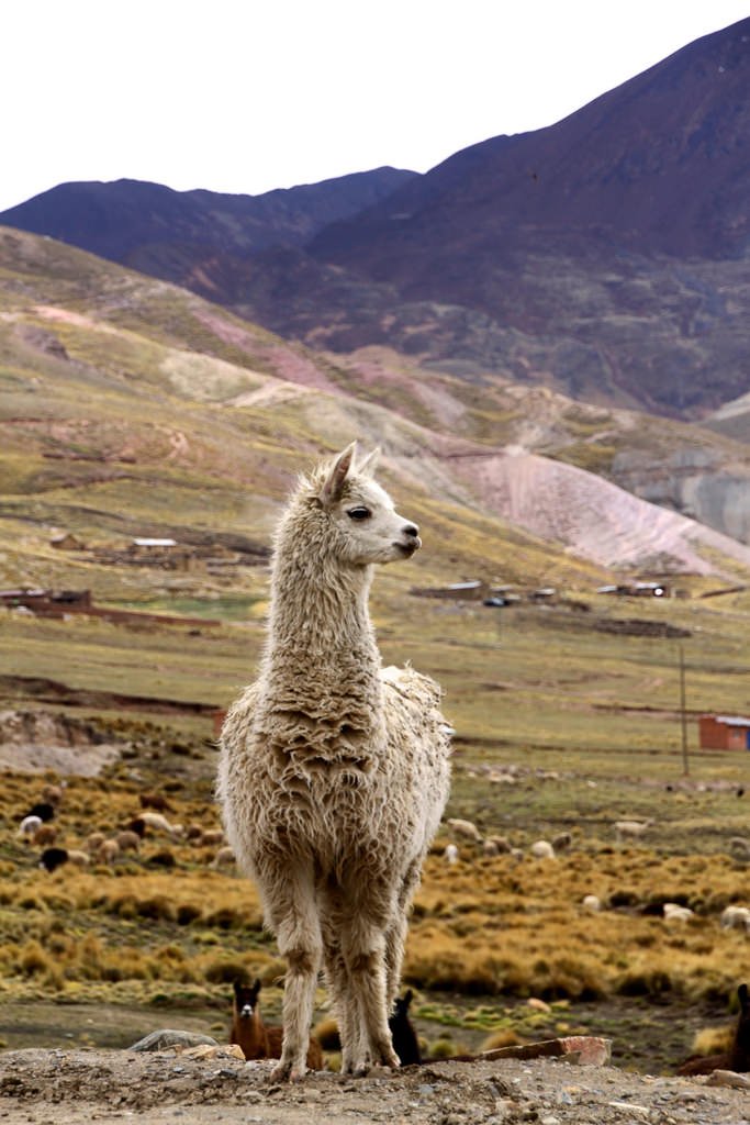mondo di alpaca esencia ande boliviane brand etico fibra di alpaca