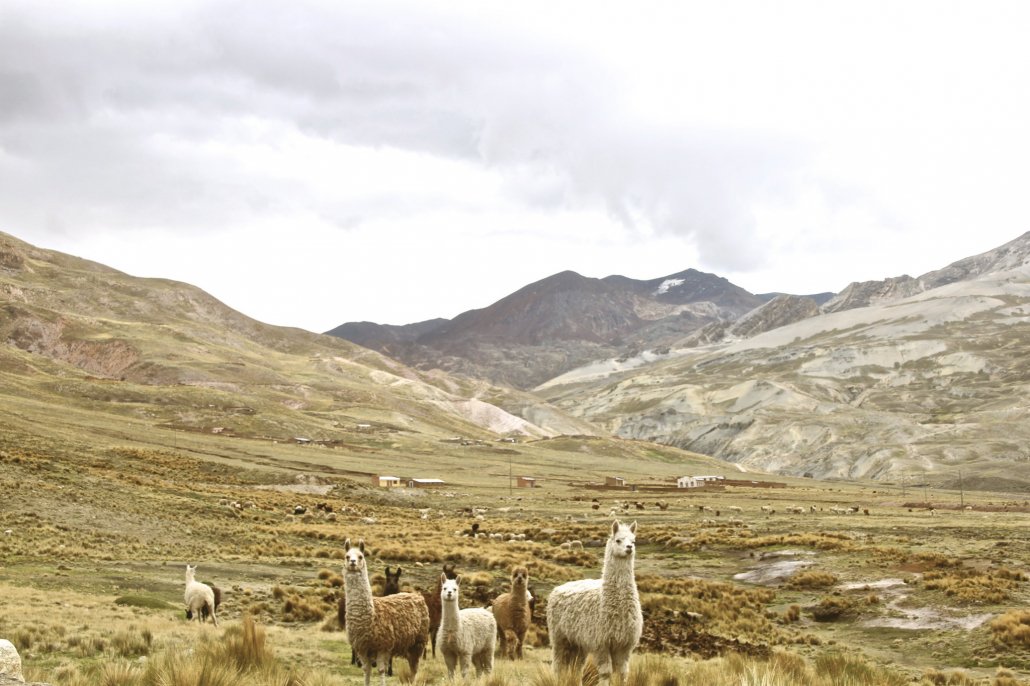 mondo di alpaca esencia ande boliviane brand etico