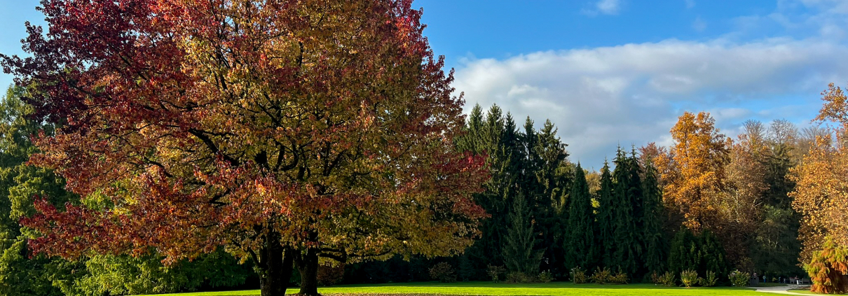la magia degli alberi autunnali nell'arboretum di lubiana
