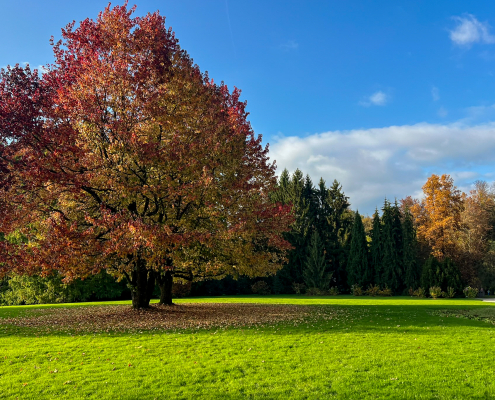 la magia degli alberi autunnali nell'arboretum di lubiana
