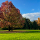 la magia degli alberi autunnali nell'arboretum di lubiana
