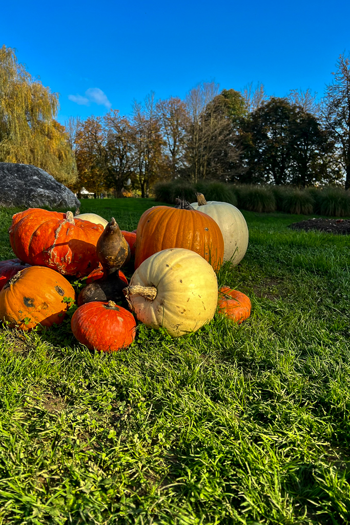 zucche nell'arboretum di lubiana un posto stupendo da visitare in autunno