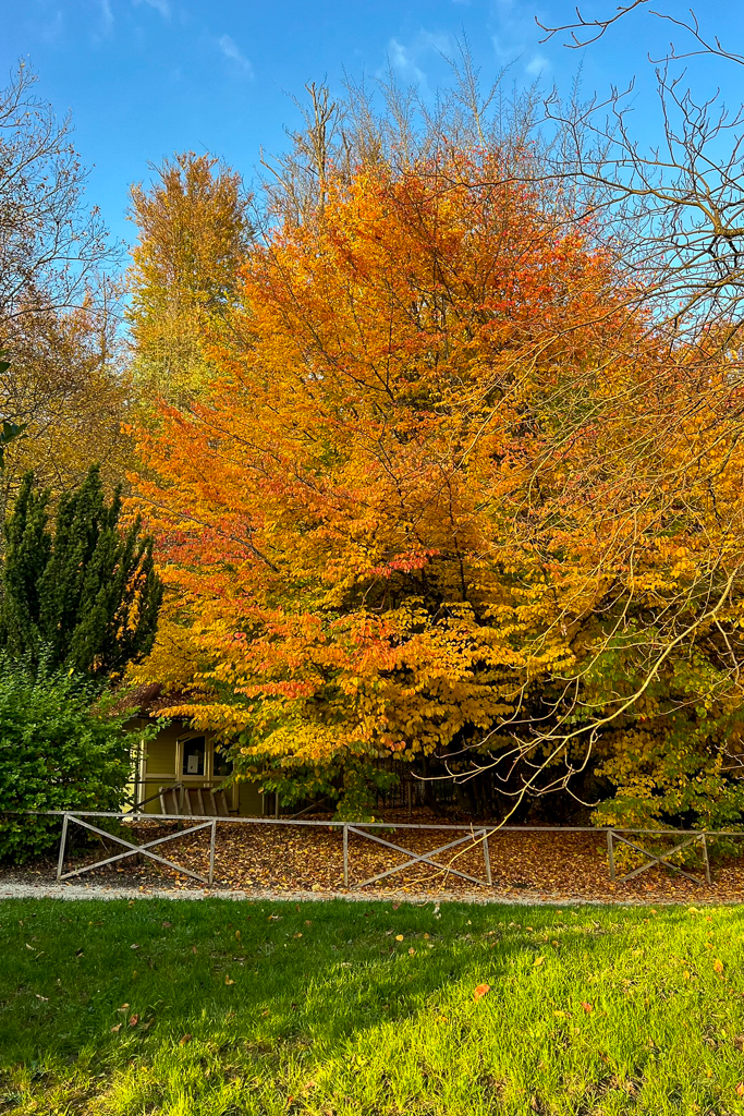 alberi gialli e arancioni e un prato verde in autunno per una gita con bambini ad halloween